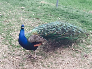 FullSizeRender.jpgpavone.jpg FullSizeRender.jpgpavone.jpg