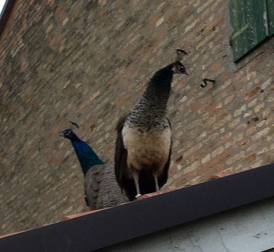 IMG_2859.JPG (100.96 KiB) Osservato 2441 volte IMG_2859.JPG