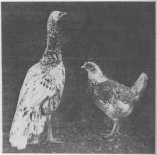 pavone x pollo.jpeg pavone x pollo.jpeg