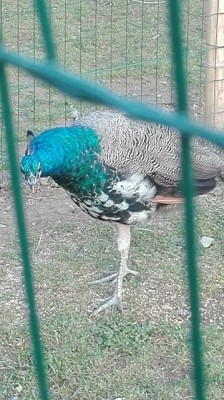 13.jpg (145.67 KiB) Osservato 2866 volte 13.jpg