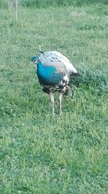 12.jpg (156.78 KiB) Osservato 2866 volte 12.jpg