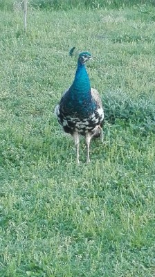 11.jpg (157.06 KiB) Osservato 2866 volte 11.jpg