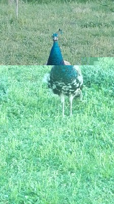 10.jpg (158.09 KiB) Osservato 2866 volte 10.jpg