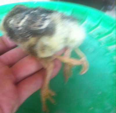 image(1).jpeg (78.86 KiB) Osservato 3366 volte image(1).jpeg