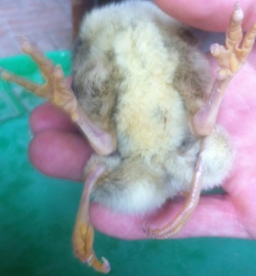 image(2).jpeg (66.84 KiB) Osservato 3366 volte image(2).jpeg