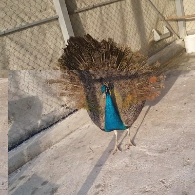 IMG_1514563043510.jpg (202.04 KiB) Osservato 5109 volte IMG_1514563043510.jpg