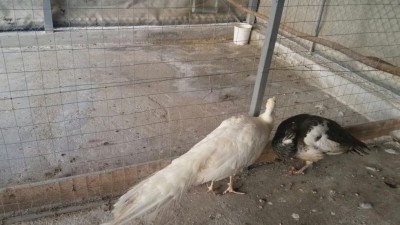 IMG-20171230-WA0001.jpg (87.85 KiB) Osservato 5104 volte IMG-20171230-WA0001.jpg