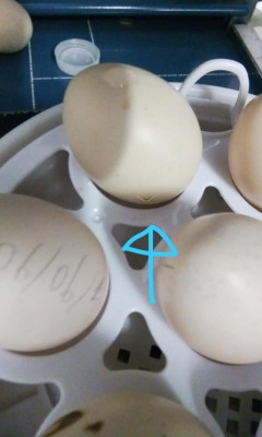 WhatsApp Image 2018-06-06 at 10.46.49.jpeg (44.48 KiB) Osservato 2602 volte WhatsApp Image 2018-06-06 at 10.46.49.jpeg