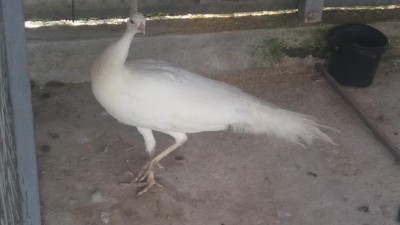 IMG-20180817-WA0001.jpg (50.14 KiB) Osservato 2587 volte IMG-20180817-WA0001.jpg