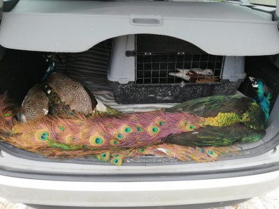 In fondo si vedono anche una coppia di mandarine mutate. / IMG_20190125_130236.jpg IMG_20190125_130236.jpg