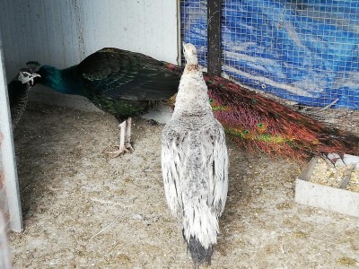 Questo è il gruppo del nigripennis, la blu come ho detto è molto timida / IMG_20190126_154523.jpg IMG_20190126_154523.jpg