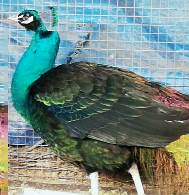 IMG_20190126_155121.jpg (138.46 KiB) Osservato 2489 volte IMG_20190126_155121.jpg