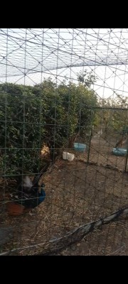 Screenshot_20221029-191919_Video Player.jpg (87.59 KiB) Osservato 3645 volte Screenshot_20221029-191919_Video Player.jpg