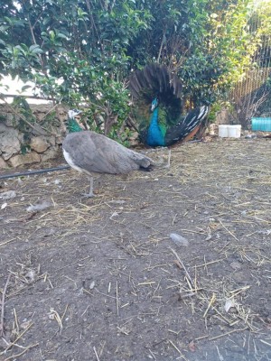 IMG-20221017-WA0019.jpg (209.08 KiB) Osservato 3645 volte IMG-20221017-WA0019.jpg