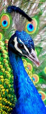 pavone.jpg (102.23 KiB) Osservato 3559 volte pavone.jpg