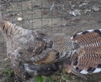 image.jpg (93.24 KiB) Osservato 3082 volte image.jpg