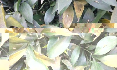 pianta.jpg (122.15 KiB) Osservato 1466 volte pianta.jpg