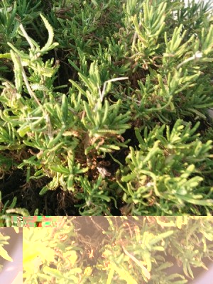 IMG_20150603_073911.jpg (172.12 KiB) Osservato 2077 volte IMG_20150603_073911.jpg