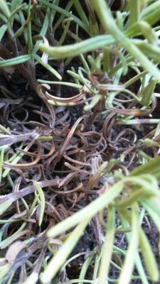 Optimized-2015-09-06 19.00.09.jpg (317.99 KiB) Osservato 3775 volte Optimized-2015-09-06 19.00.09.jpg