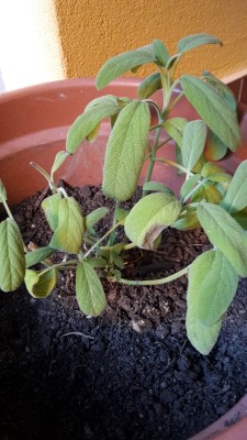 Optimized-2015-09-06 18.59.07.jpg (316.72 KiB) Osservato 3775 volte Optimized-2015-09-06 18.59.07.jpg