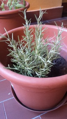 Optimized-2015-09-06 19.04.50.jpg (282.98 KiB) Osservato 3775 volte Optimized-2015-09-06 19.04.50.jpg