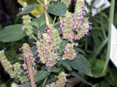 Pogostemon_cablin.jpg (235.12 KiB) Osservato 3024 volte Pogostemon_cablin.jpg