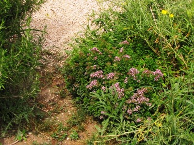 origano strisciante nell'orto.jpg (306.17 KiB) Osservato 1469 volte origano strisciante nell'orto.jpg