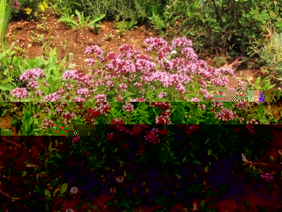 origano nel giardino.jpg (310.4 KiB) Osservato 1469 volte origano nel giardino.jpg