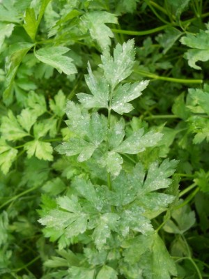 DSCN1869.JPG (175.94 KiB) Osservato 1497 volte DSCN1869.JPG