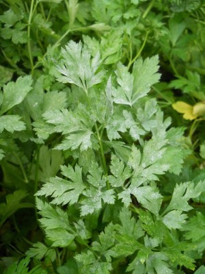 DSCN1870.JPG (170.91 KiB) Osservato 1497 volte DSCN1870.JPG