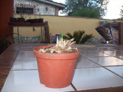 100_6033.JPG (60.35 KiB) Osservato 1234 volte 100_6033.JPG