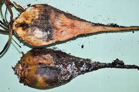 marciume carbonioso.jpg marciume carbonioso.jpg