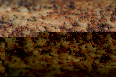 Macrophomina-phaseolina.jpg (76.66 KiB) Osservato 2738 volte Macrophomina-phaseolina.jpg