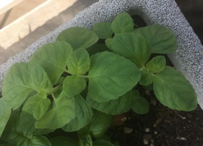 IMG_E7236.JPG (78.96 KiB) Osservato 995 volte IMG_E7236.JPG