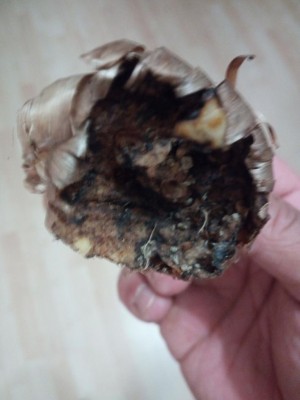 IMG_20180630_132344.jpg (52.8 KiB) Osservato 1079 volte IMG_20180630_132344.jpg