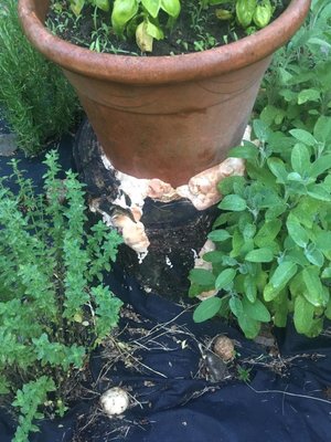 muff.jpeg (136.22 KiB) Osservato 851 volte muff.jpeg