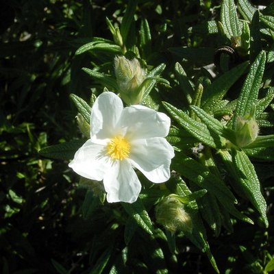 Cistus.jpg (143.89 KiB) Osservato 676 volte Cistus.jpg