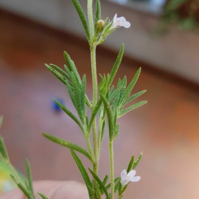 20190707_115625.jpg (69.84 KiB) Osservato 838 volte 20190707_115625.jpg