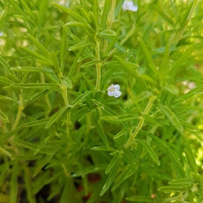 20190707_115947.jpg (115.86 KiB) Osservato 838 volte 20190707_115947.jpg