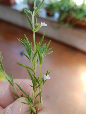 1562493378915.jpg (56.99 KiB) Osservato 810 volte 1562493378915.jpg