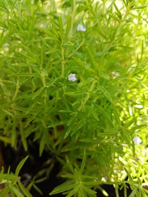 1562493582454.jpg (109.19 KiB) Osservato 810 volte 1562493582454.jpg