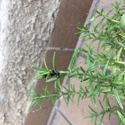 IMG_8203.JPG (110.75 KiB) Osservato 605 volte IMG_8203.JPG