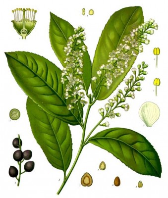 Koeh-Prunus_laurocerasus.jpg