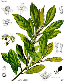 Laurus_nobilis_-_Köhler–s_Medizinal-Pflanzen-086.jpg