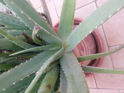 IMG_20191116_132851.jpg (70.19 KiB) Osservato 986 volte IMG_20191116_132851.jpg