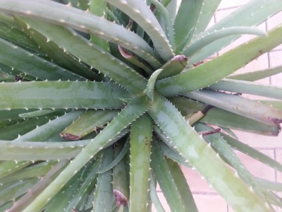 IMG_20191116_132904.jpg (79.79 KiB) Osservato 986 volte IMG_20191116_132904.jpg