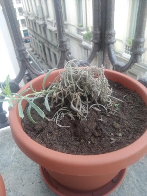 Lavanda.jpg (98.13 KiB) Osservato 847 volte Lavanda.jpg