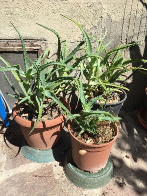 IMG_2945.jpg (305.58 KiB) Osservato 616 volte IMG_2945.jpg