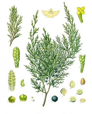 Juniperus_sabina.jpg (164.24 KiB) Osservato 1617 volte Juniperus_sabina.jpg