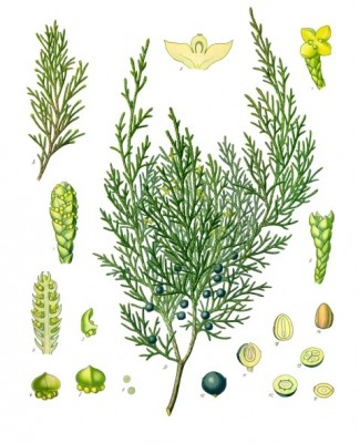 Juniperus_sabina.jpg